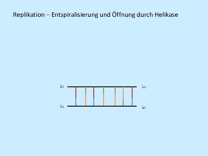 5` 3` 3` 5` Replikation – Entspiralisierung und Öffnung durch Helikase 5` 3` 3` 5` Replikation – Entspiralisierung und Öffnung durch Helikase