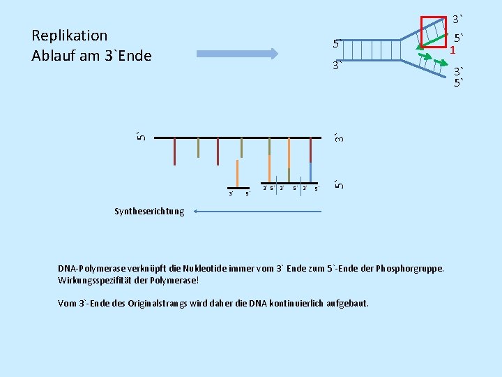 3` 5` 5` 1 3` 3` 5` 3` 5` 5` 3` 5` Replikation Ablauf 3` 5` 5` 1 3` 3` 5` 3` 5` 5` 3` 5` Replikation Ablauf
