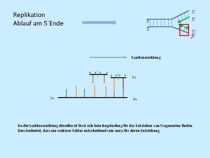 Replikation Ablauf am 5`Ende 5` 3` 3` 5` 3` 25` 3` 3` 5` 5` Replikation Ablauf am 5`Ende 5` 3` 3` 5` 3` 25` 3` 3` 5` 5`