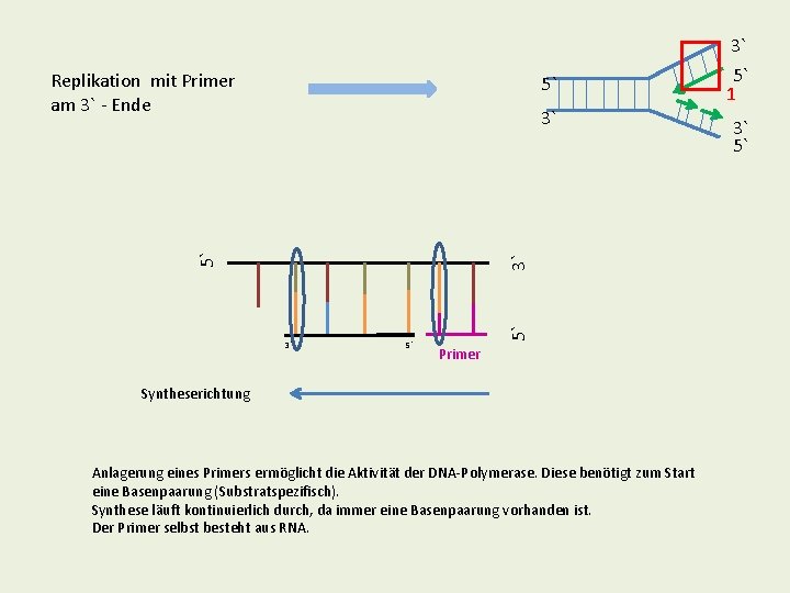 3` 5` 5` 1 3` 3` 5` 5` 3` 5` Replikation mit Primer am 3` 5` 5` 1 3` 3` 5` 5` 3` 5` Replikation mit Primer am