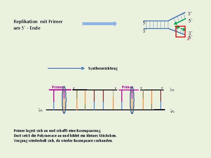 Replikation mit Primer am 5` - Ende 3` 5` 5` 3` 3` 25` 3` Replikation mit Primer am 5` - Ende 3` 5` 5` 3` 3` 25` 3`