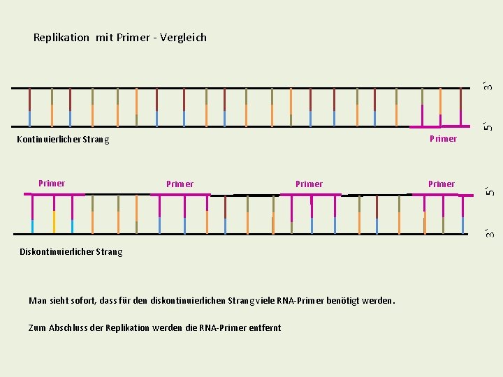 5` 3` Replikation mit Primer - Vergleich Primer 3` Primer 5` Primer Kontinuierlicher Strang 5` 3` Replikation mit Primer - Vergleich Primer 3` Primer 5` Primer Kontinuierlicher Strang