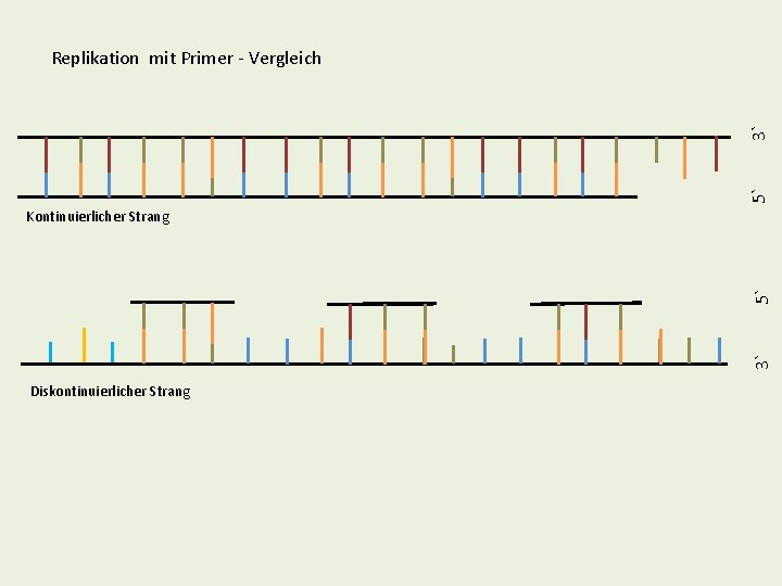 5` 3` Replikation mit Primer - Vergleich 3` 5` Kontinuierlicher Strang Diskontinuierlicher Strang 5` 3` Replikation mit Primer - Vergleich 3` 5` Kontinuierlicher Strang Diskontinuierlicher Strang