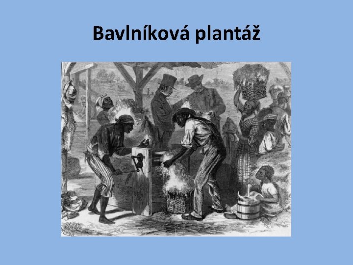 Bavlníková plantáž 