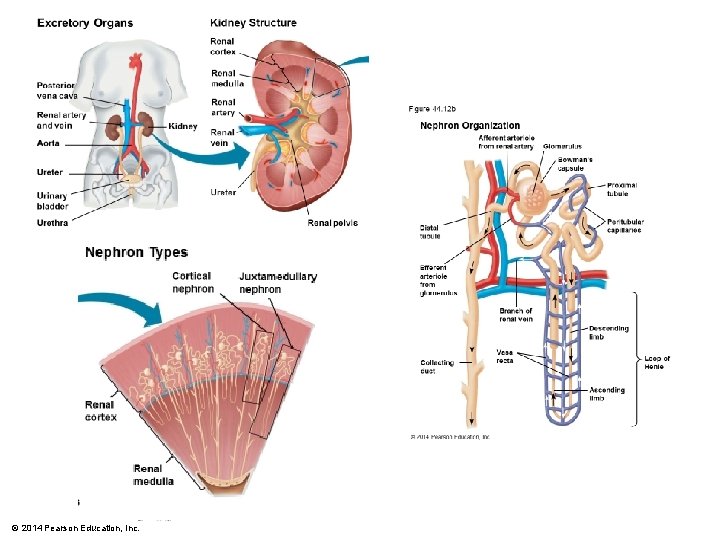 Urethra © 2014 Pearson Education, Inc. 
