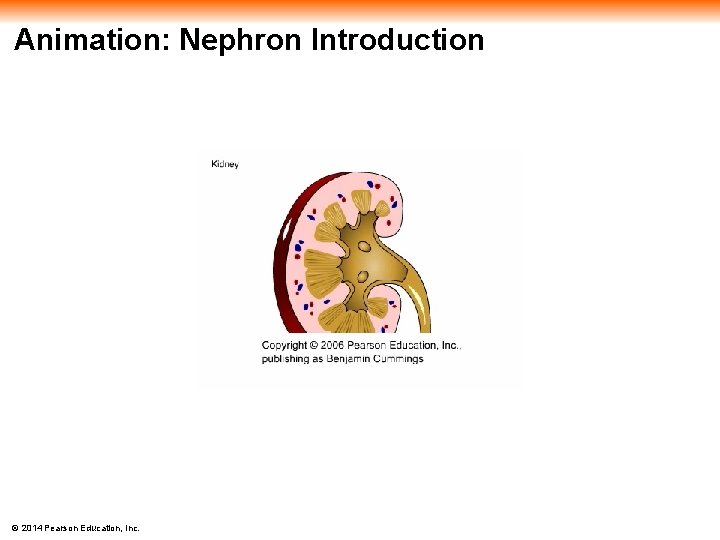 Animation: Nephron Introduction © 2014 Pearson Education, Inc. 