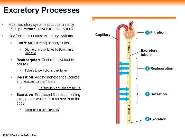 Excretory Processes § Most excretory systems produce urine by refining a filtrate derived from
