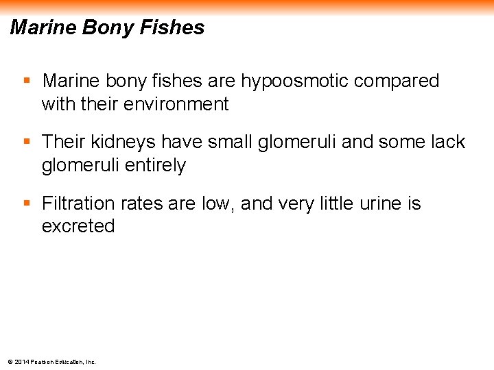 Marine Bony Fishes § Marine bony fishes are hypoosmotic compared with their environment §