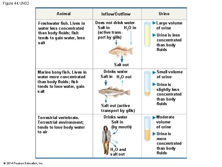 Figure 44. UN 02 Animal Freshwater fish. Lives in water less concentrated than body