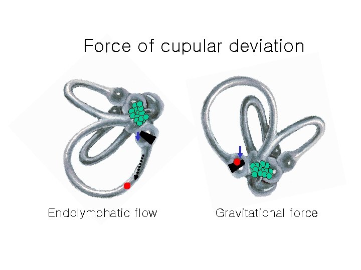 Force of cupular deviation Endolymphatic flow Gravitational force 