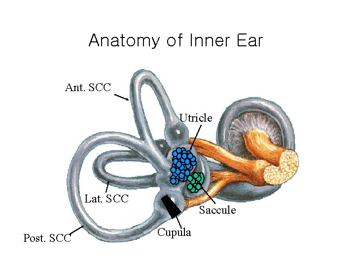 Anatomy of Inner Ear Ant. SCC Utricle Lat. SCC Post. SCC Saccule Cupula 