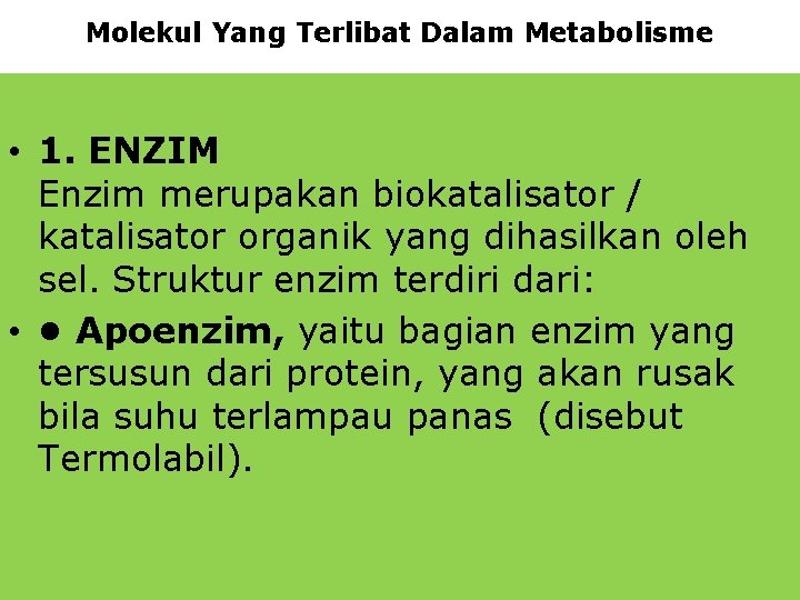 Molekul Yang Terlibat Dalam Metabolisme • 1. ENZIM Enzim merupakan biokatalisator / katalisator organik