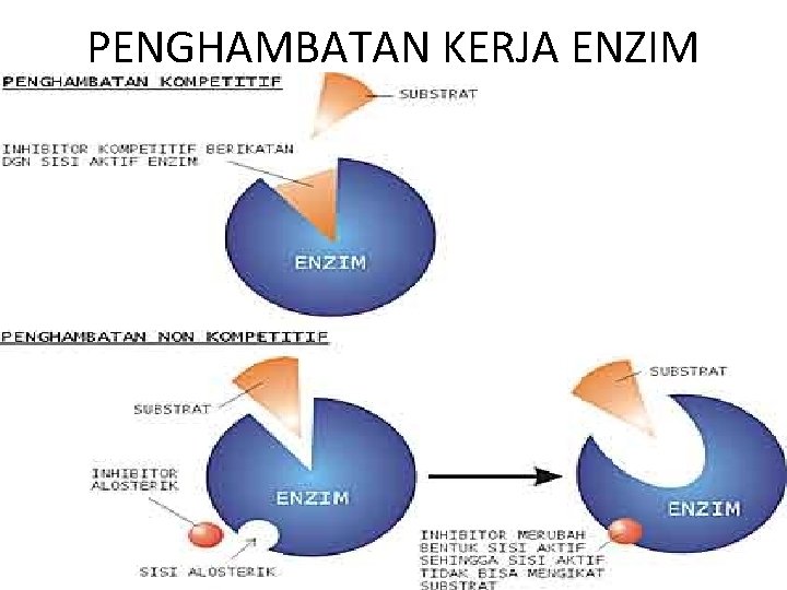 PENGHAMBATAN KERJA ENZIM 