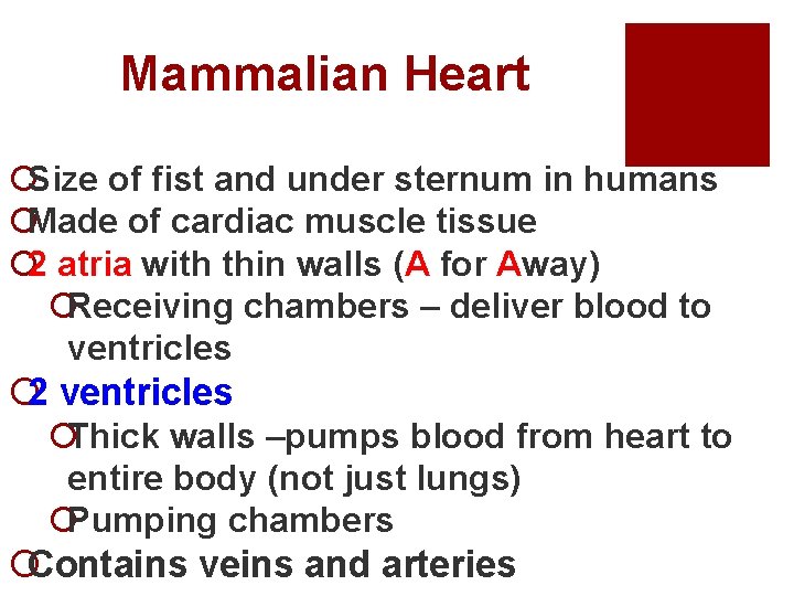 Mammalian Heart ¡Size of fist and under sternum in humans ¡Made of cardiac muscle