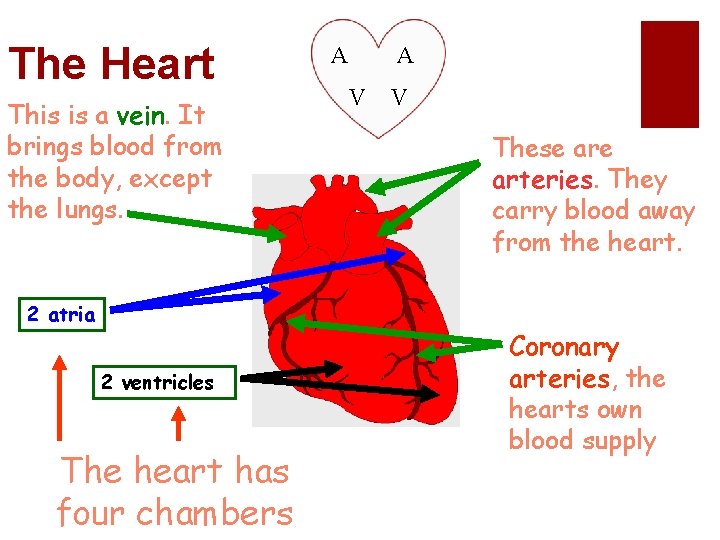 The Heart This is a vein. It brings blood from the body, except the