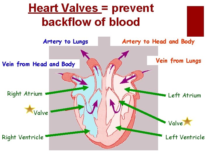 Heart Valves = prevent backflow of blood Artery to Lungs Vein from Head and