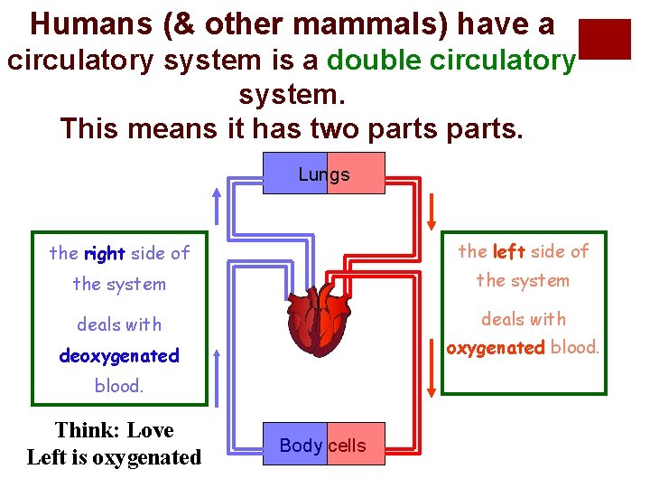 Humans (& other mammals) have a circulatory system is a double circulatory system. This