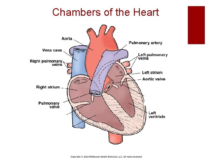 Chambers of the Heart 