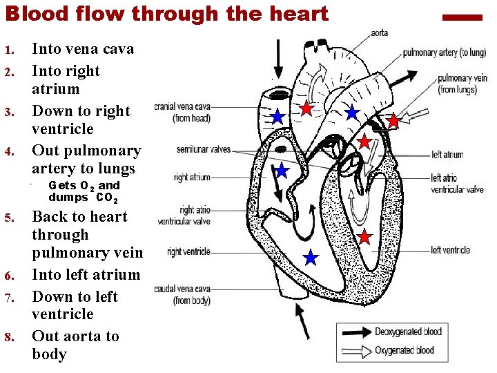 Blood flow through the heart 1. 2. 3. 4. Into vena cava Into right