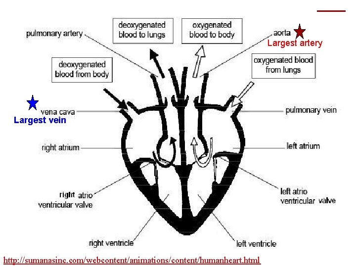 Largest artery Largest vein http: //sumanasinc. com/webcontent/animations/content/humanheart. html 