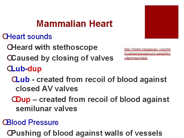 Mammalian Heart ¡Heart sounds ¡Heard with stethoscope http: //www. sumanasinc. com/we bcontent/animations/content/blo ¡Caused by
