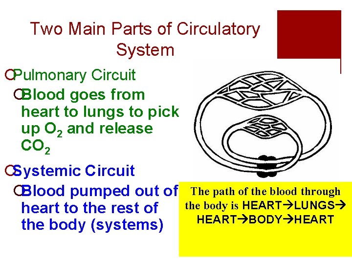 Two Main Parts of Circulatory System ¡Pulmonary Circuit ¡Blood goes from heart to lungs