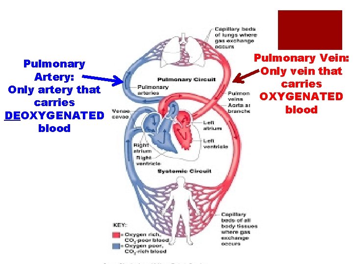 Pulmonary Artery: Only artery that carries DEOXYGENATED blood Pulmonary Vein: Only vein that carries