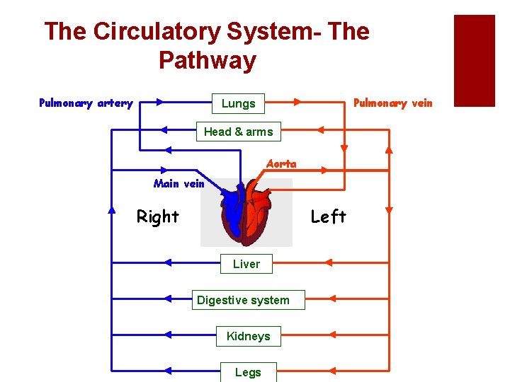 The Circulatory System- The Pathway Pulmonary artery Pulmonary vein Lungs Head & arms Aorta
