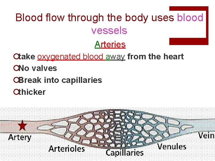 Blood flow through the body uses blood vessels Arteries ¡take oxygenated blood away from