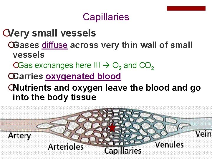 Capillaries ¡Very small vessels ¡Gases diffuse across very thin wall of small vessels ¡Gas