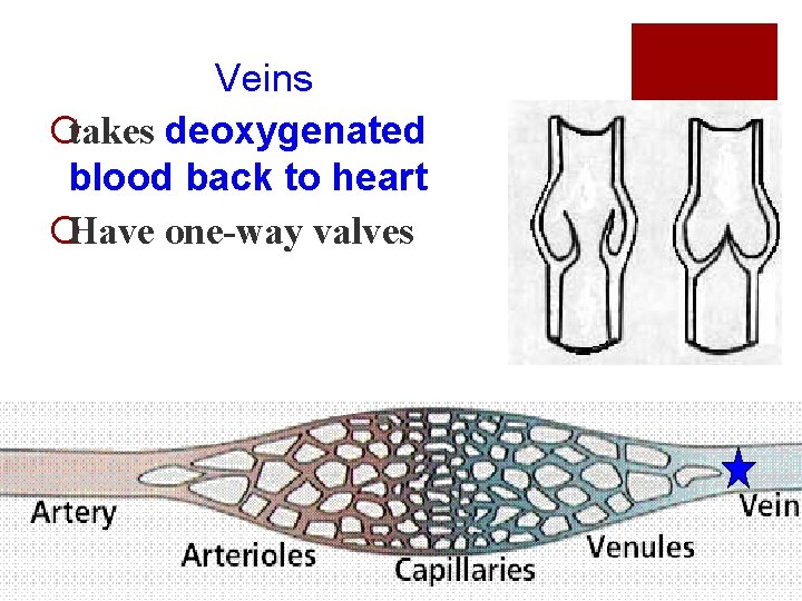 Veins ¡takes deoxygenated blood back to heart ¡Have one-way valves 32 
