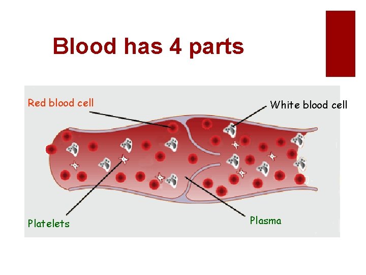 Blood has 4 parts Red blood cell Platelets White blood cell Plasma 