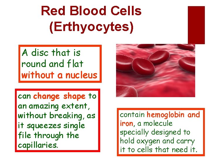 Red Blood Cells (Erthyocytes) A disc that is round and flat without a nucleus