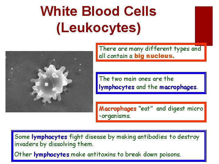 White Blood Cells (Leukocytes) There are many different types and all contain a big