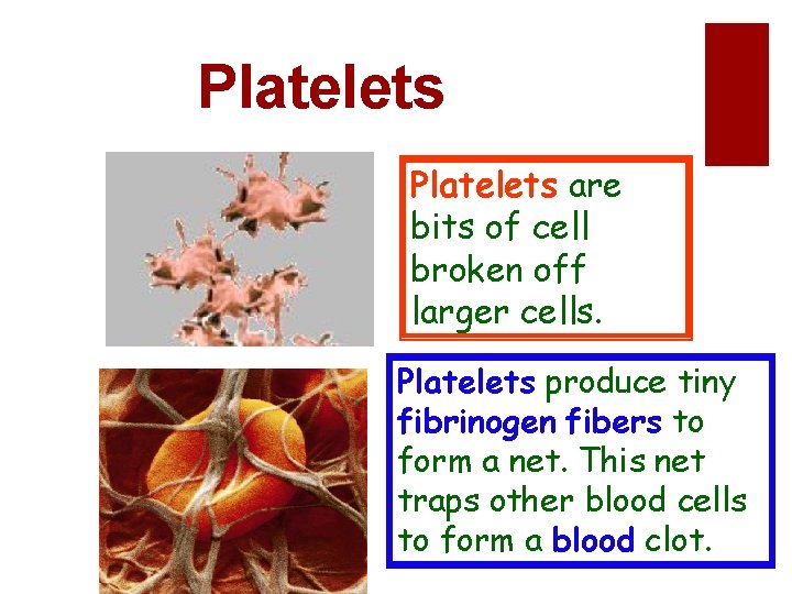Platelets are bits of cell broken off larger cells. Platelets produce tiny fibrinogen fibers