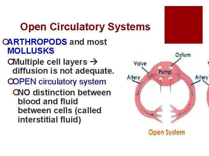 Open Circulatory Systems ¡ARTHROPODS and most MOLLUSKS ¡Multiple cell layers diffusion is not adequate.