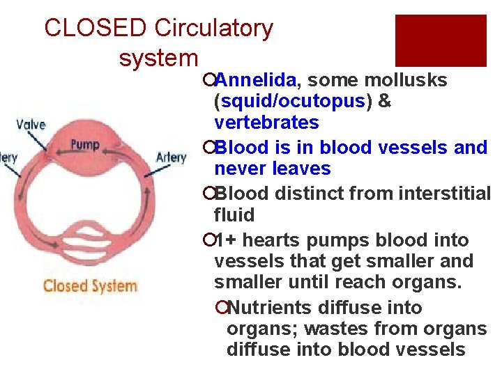 CLOSED Circulatory system ¡Annelida, some mollusks (squid/ocutopus) & vertebrates ¡Blood is in blood vessels