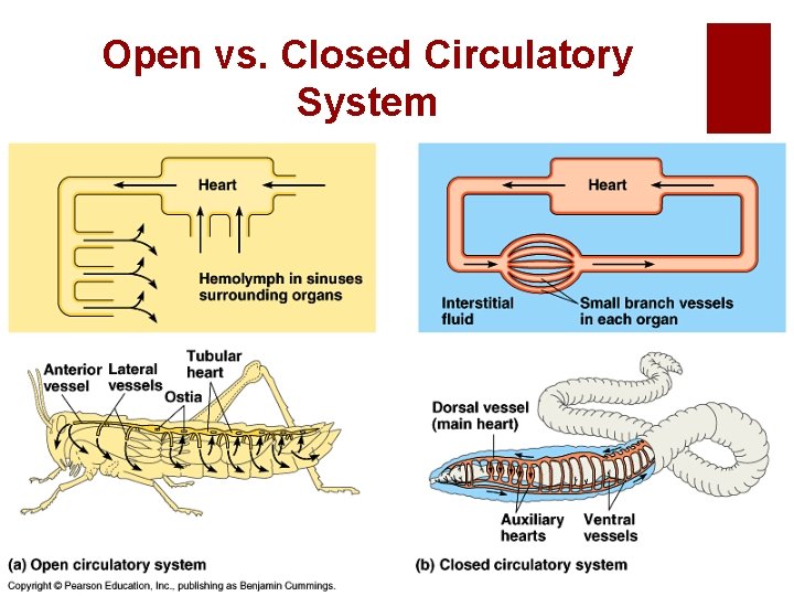 Open vs. Closed Circulatory System 