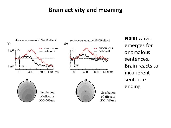 Brain activity and meaning N 400 wave emerges for anomalous sentences. Brain reacts to Brain activity and meaning N 400 wave emerges for anomalous sentences. Brain reacts to