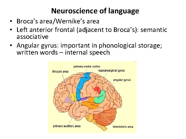 Neuroscience of language • Broca’s area/Wernike’s area • Left anterior frontal (adjacent to Broca’s): Neuroscience of language • Broca’s area/Wernike’s area • Left anterior frontal (adjacent to Broca’s):