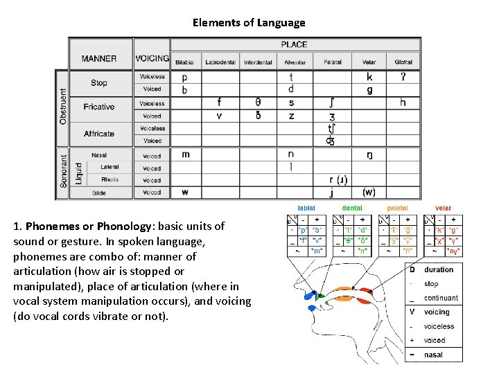 Elements of Language 1. Phonemes or Phonology: basic units of sound or gesture. In Elements of Language 1. Phonemes or Phonology: basic units of sound or gesture. In