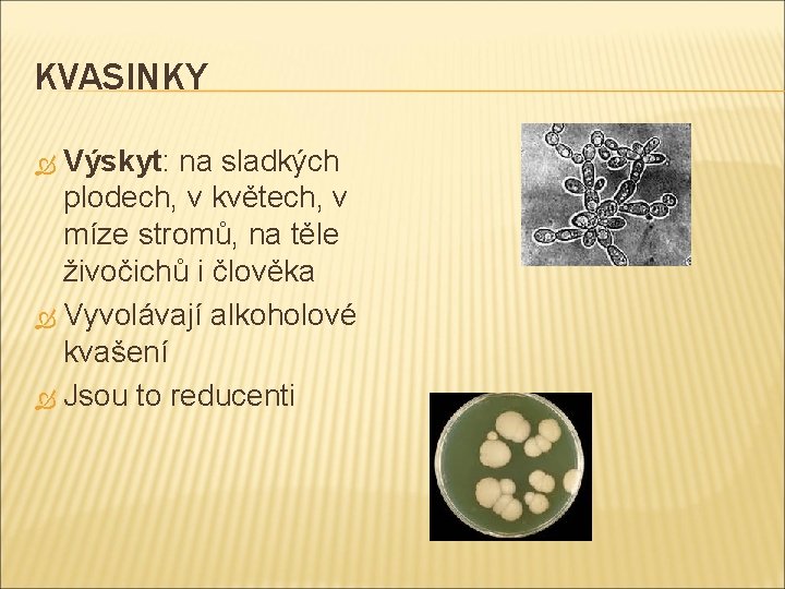 KVASINKY Výskyt: na sladkých plodech, v květech, v míze stromů, na těle živočichů i