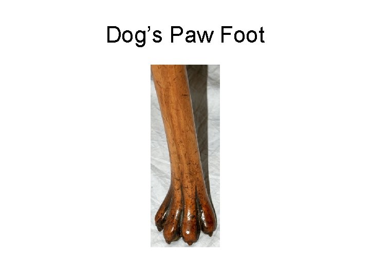 Dog’s Paw Foot 