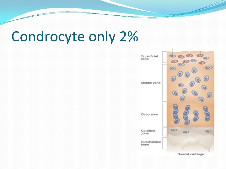 Condrocyte only 2% 