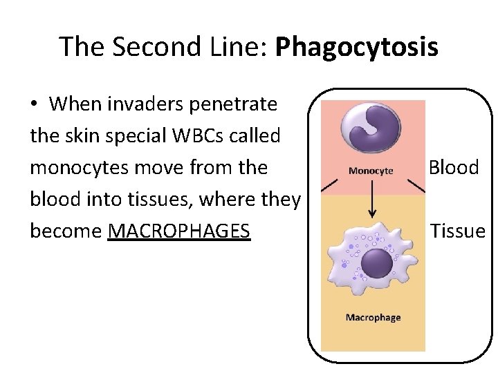 The Second Line: Phagocytosis • When invaders penetrate the skin special WBCs called monocytes