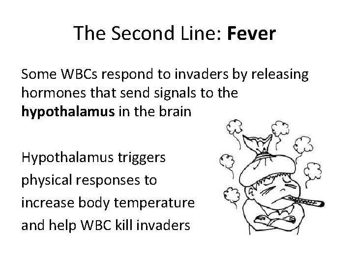 The Second Line: Fever Some WBCs respond to invaders by releasing hormones that send