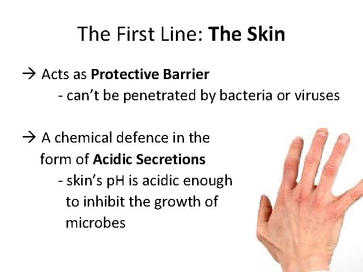 The First Line: The Skin à Acts as Protective Barrier - can’t be penetrated