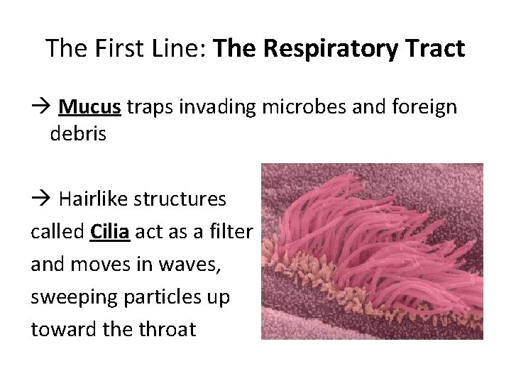 The First Line: The Respiratory Tract à Mucus traps invading microbes and foreign debris