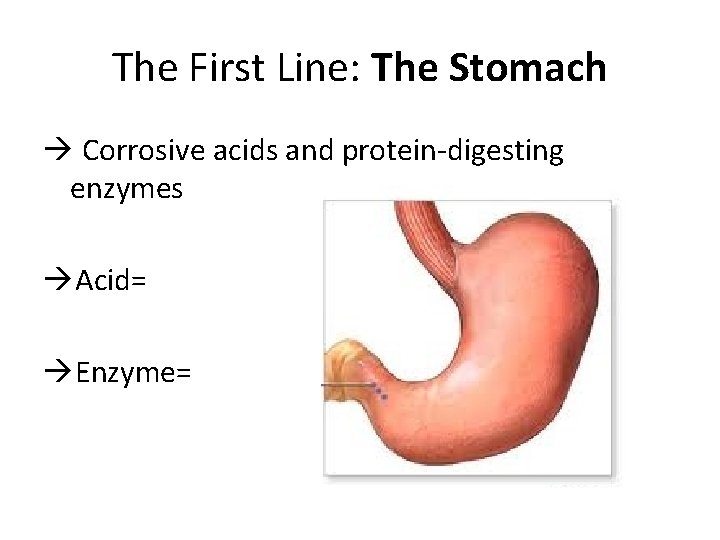 The First Line: The Stomach à Corrosive acids and protein-digesting enzymes àAcid= àEnzyme= 