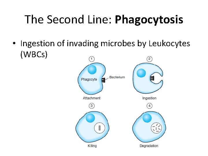 The Second Line: Phagocytosis • Ingestion of invading microbes by Leukocytes (WBCs) 